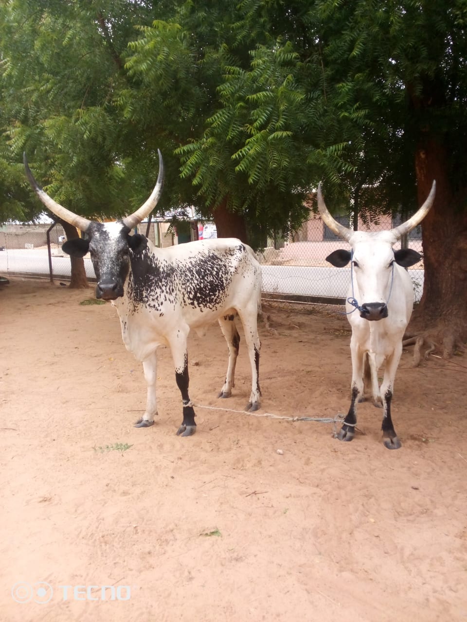Jigawa Police Foil Kidnap Plot, Smash Robbery Syndicate, Recover Motorcycles, Cows, Vandalised Cables