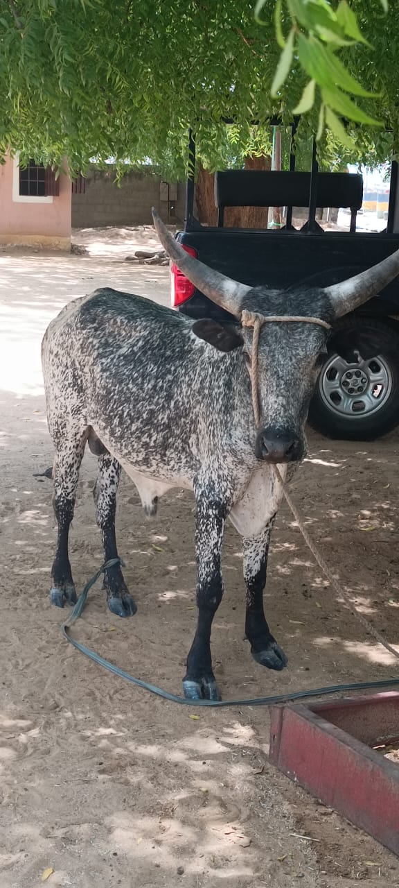 Jigawa Police Foil Kidnap Plot, Smash Robbery Syndicate, Recover Motorcycles, Cows, Vandalised Cables