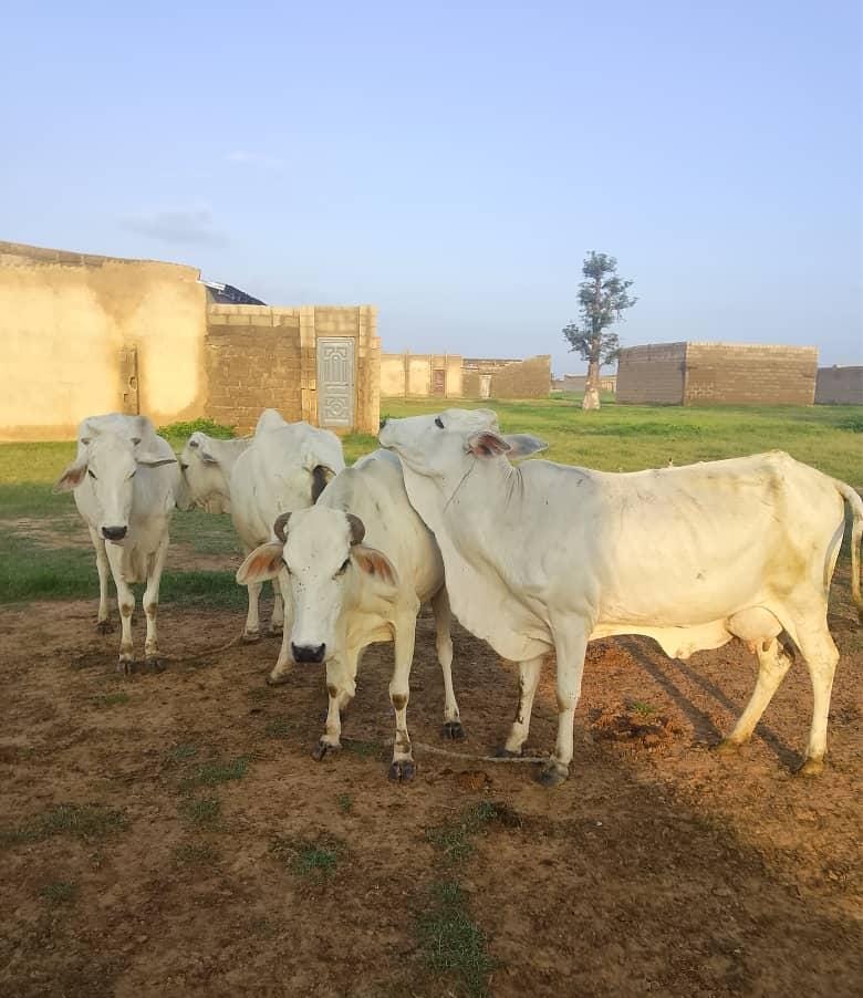 Troops Free Nine Kidnap Victims, Recover 56 Stolen Animals, Nab Terror Suspect
